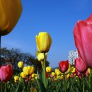 튜울립 이미지