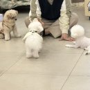 하이독스 이미지