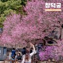 화전반점 | 서울 홍매화명소 나들이 창덕궁 창경궁 홍매화 미선나무 개나리 진달래 실시간 봄꽃구경 (3월 26일)