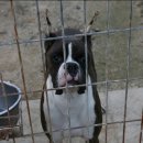 카사노바에리켄넬 이미지