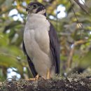 【옷깃숲새매 Collared sparrowhawk】 「목 뒤를 감싸는 독특한 테두리 무늬가 옷깃을 세운 것처럼 보인다」 이미지