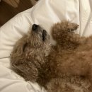 이쁘개 귀엽개 | 애견동반 서울근교 가볼만한 곳 3! 영종도 반려동반숙소 &#34;에어스카이호텔&#34;