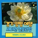 그늘막93 | 세미원 양평 두물머리 연꽃정원 7월말 풍경 연꽃개화 현황
