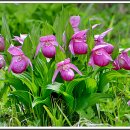 복주머니 이미지