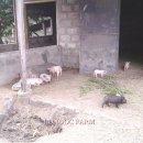 돼지농장 이미지