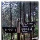 두동편백 이미지