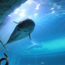 롯데월드아쿠아리움 이미지