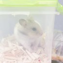 골든박스 네이버블로그