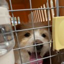 고은켄넬 이미지