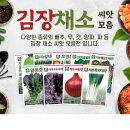 법인다농 | 다농 김장채소씨앗 모음전 - 8월 9월 10월 파종 가을채소씨앗/ 배추,무, 갓, 양파, 파 씨앗