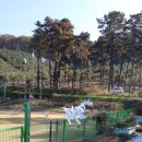 제19회 김포시그라운드골프 연합회장기 대회 (2019.11.5.)수안산대곶전형구장 이미지