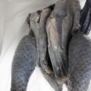 오골계식당 이미지