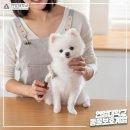 누리팜산업동물병원(출장전문) | 반려동물학과 전문대 완벽 가이드