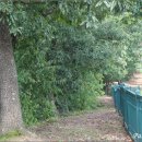 임실덕천리가침박달군락 이미지