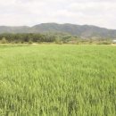 옥천우리국수