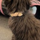 도그마루 강아지 고양이 성남분당점 이미지