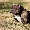 하이롤러 코리아 이미지