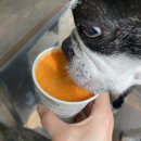 꼬모의 산책 이미지