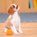 데이즈동물의료센터 이미지