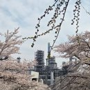일 년에 딱 한 번! 🌸 SK인천석유화학 벚꽃 동산🌸 후기 인천 벚꽃 명소 끝판왕 다녀왔어요 📸