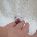 꼬꼬마 강아지 이미지