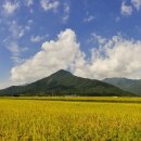 황금들녁 이미지