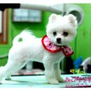 백설 애견샵 이미지