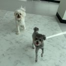 포그니유치원 이미지