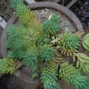 민들레농장 이미지