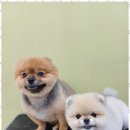 바둑이 애견 이미지