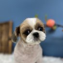 몽셀펫살롱 이미지