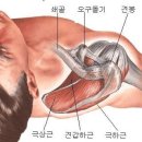 [해부학] 골격5 _ 흉곽 이미지