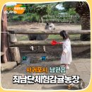안정문농장 | 서귀포아이랑가볼만한곳 내 마음속 1등 최남단체험감귤농장