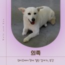 무장 | 2살 무장이의 워크앤런 의족 후기 | 워크앤런 | 강아지 다리 절단