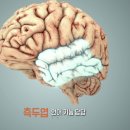 술 한번 마시면 뇌세포 수억개 죽는다...진실일까? 이미지