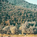 숲 - 아산시 공원로16번길 26-3 | 숲