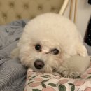 미미네강아지 이미지