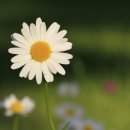 데이지 - 거제시 고현로8길 22 | 데이지
