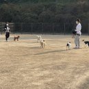 송파 반려견 놀이터 이미지