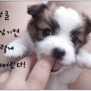 귀엽댕 이미지