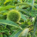 별품은 강 이미지