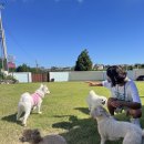 제주네 애견유치원 이미지