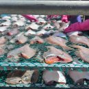 행복수산냉동수산물도소매업 | [내돈내산] '수산물사장님' 반건조 알가자미 역대급 가성비 솔직 후기