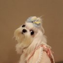 스윗도로시