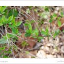 인동덩굴(Lonicera japonica) 이미지