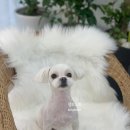 보드레 애견미용실 이미지
