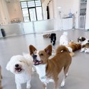 도기야드 이미지