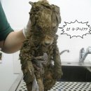 씻겨줄개 이미지