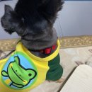 올리스 일산백석점 | [ 백석애견미용 올리스24일산백석점]