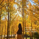 이박사왕만두 | 경기도 에버랜드 비밀의 은행나무숲 가을 명소 예약 성공 후기